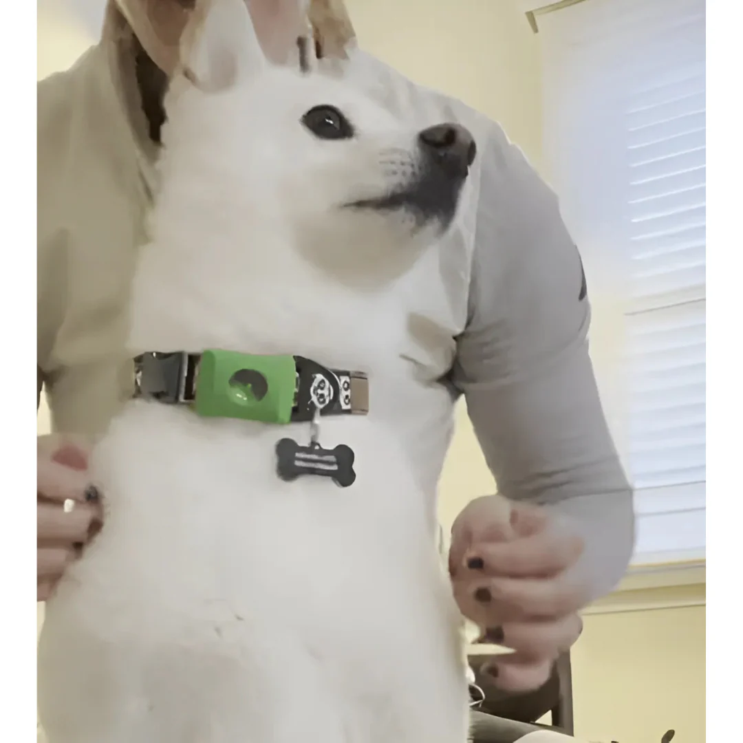 EverGuard™ Natural Protection Pendant — Give Your Pet a Year of Worry-Free, Chemical-Free Freedom - Image 6